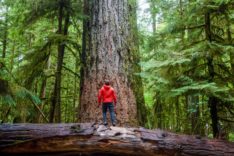 Gigantischer Baum im MacMillan Provincial Park