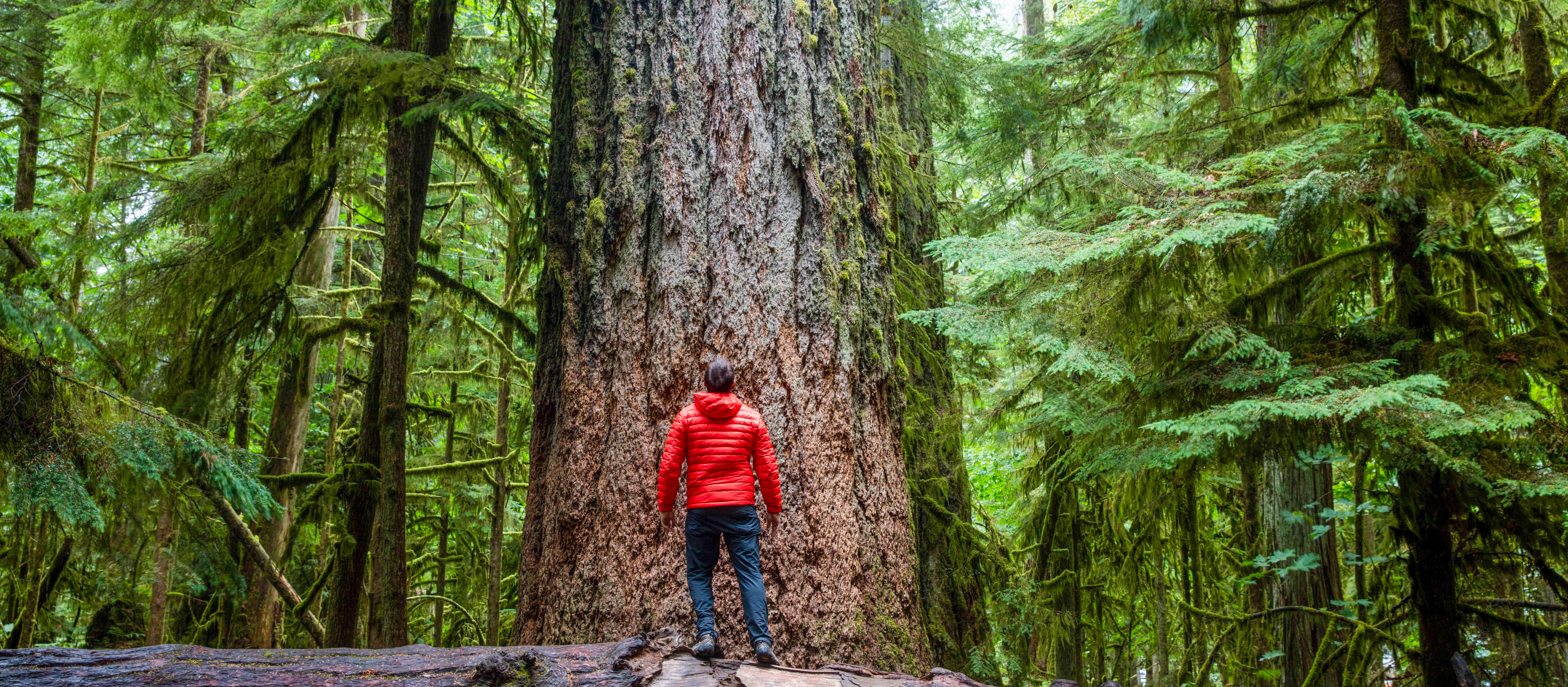 Gigantischer Baum im MacMillan Provincial Park