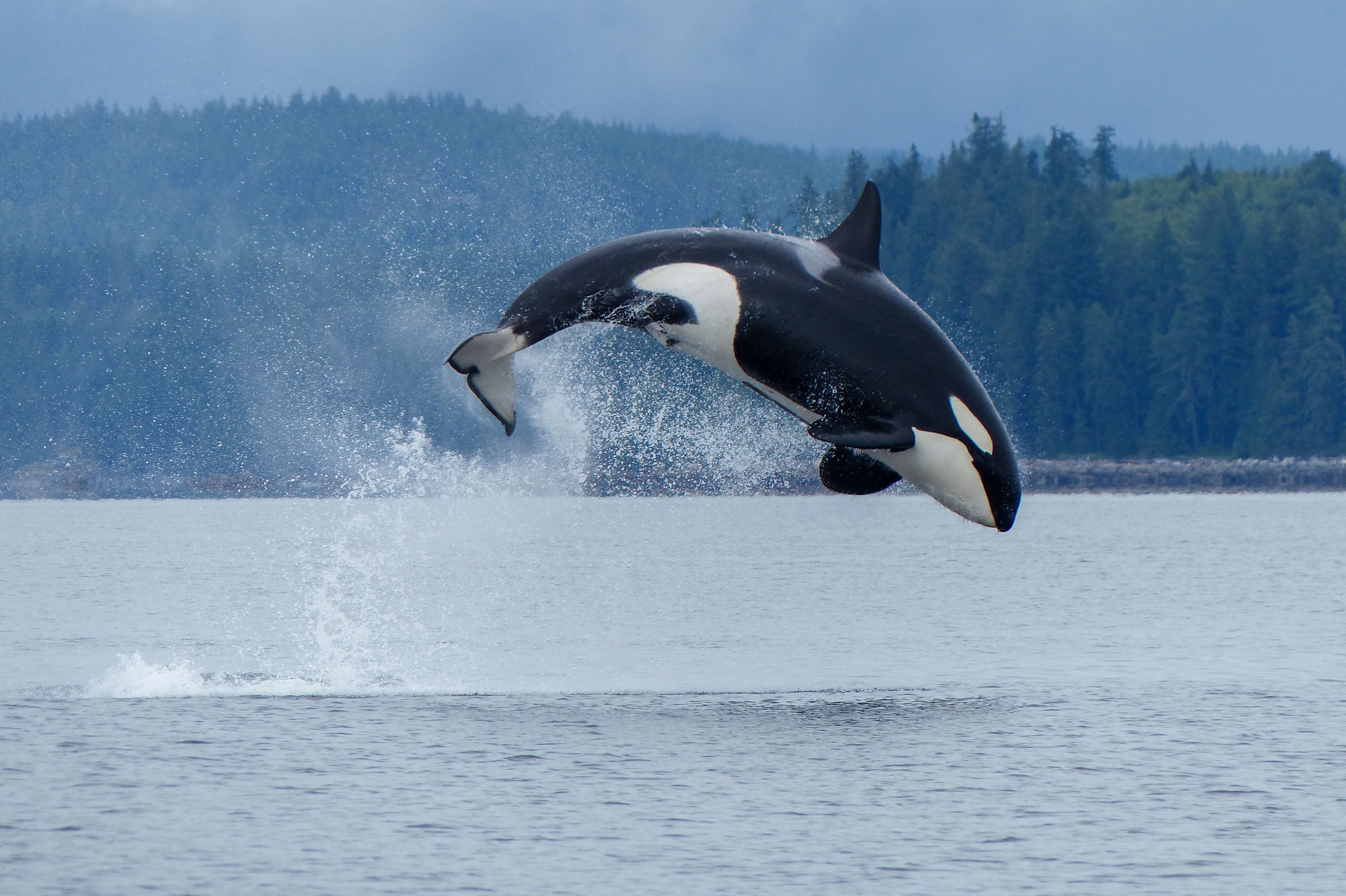 Ein Orca vor Campbell RIver, Vancouver Island