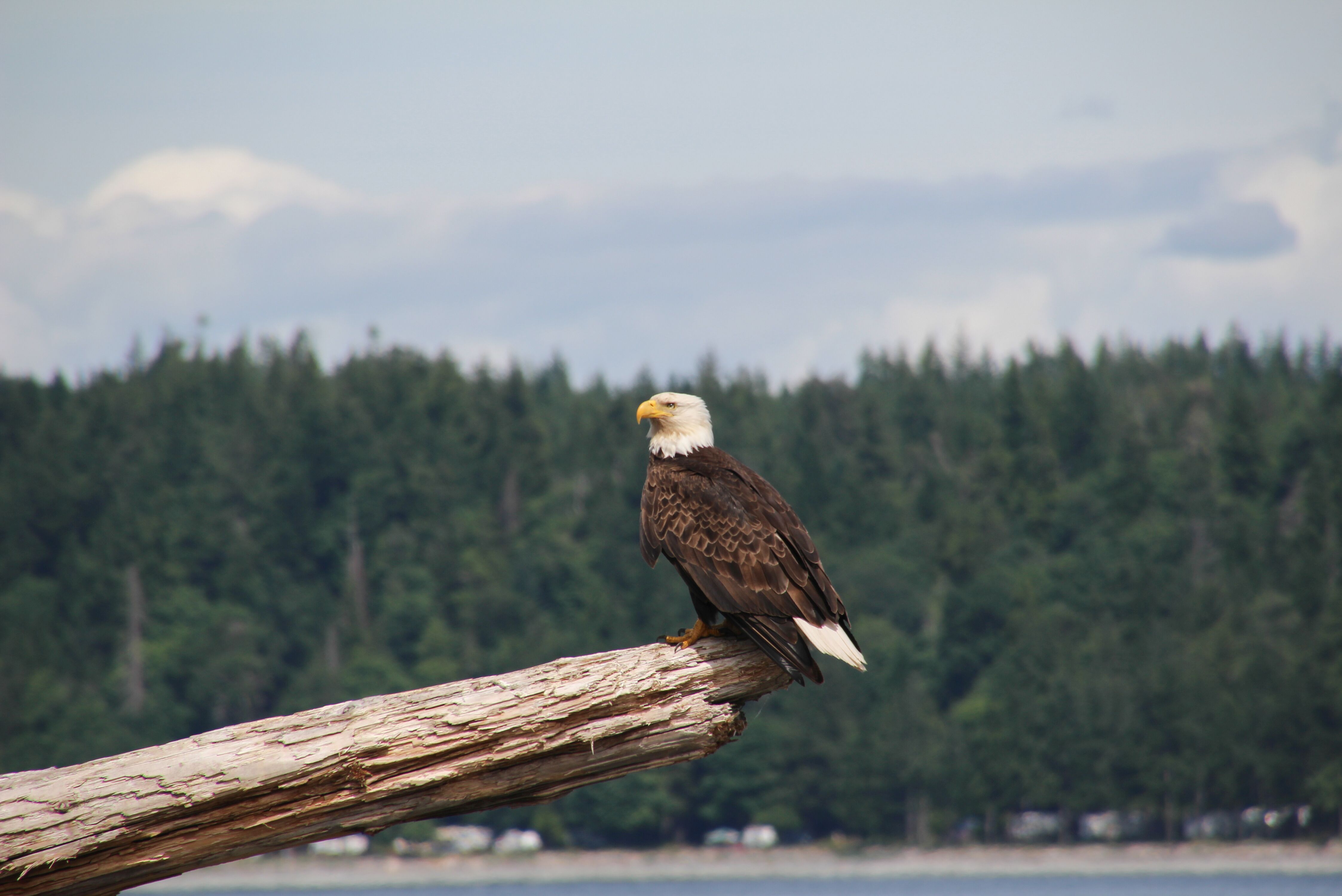 Weißkopfseeadler am Campbell River
