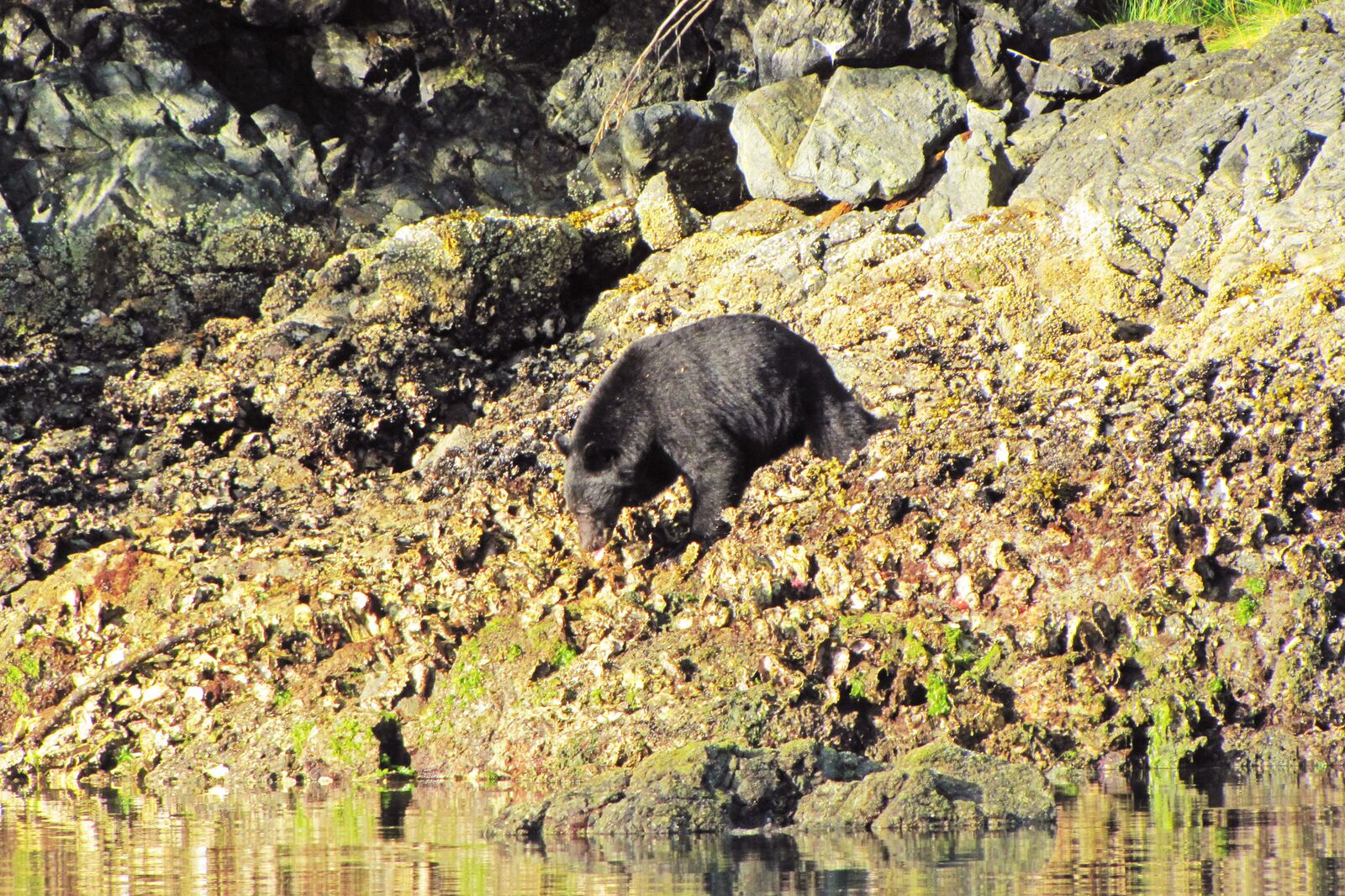 Baerenbeobachtung bei Ucluelet