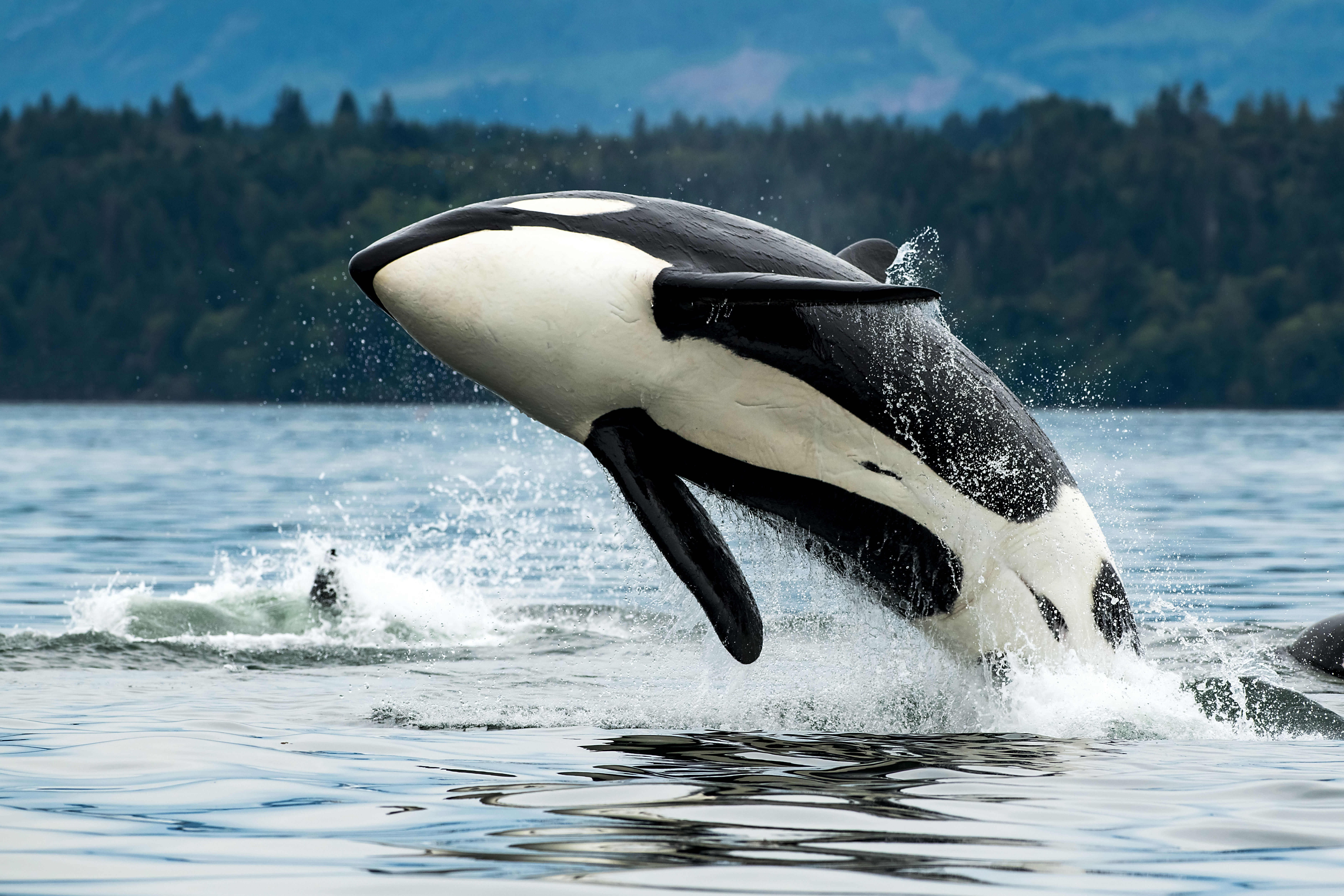Orca in der Nähe von Vancouver Island