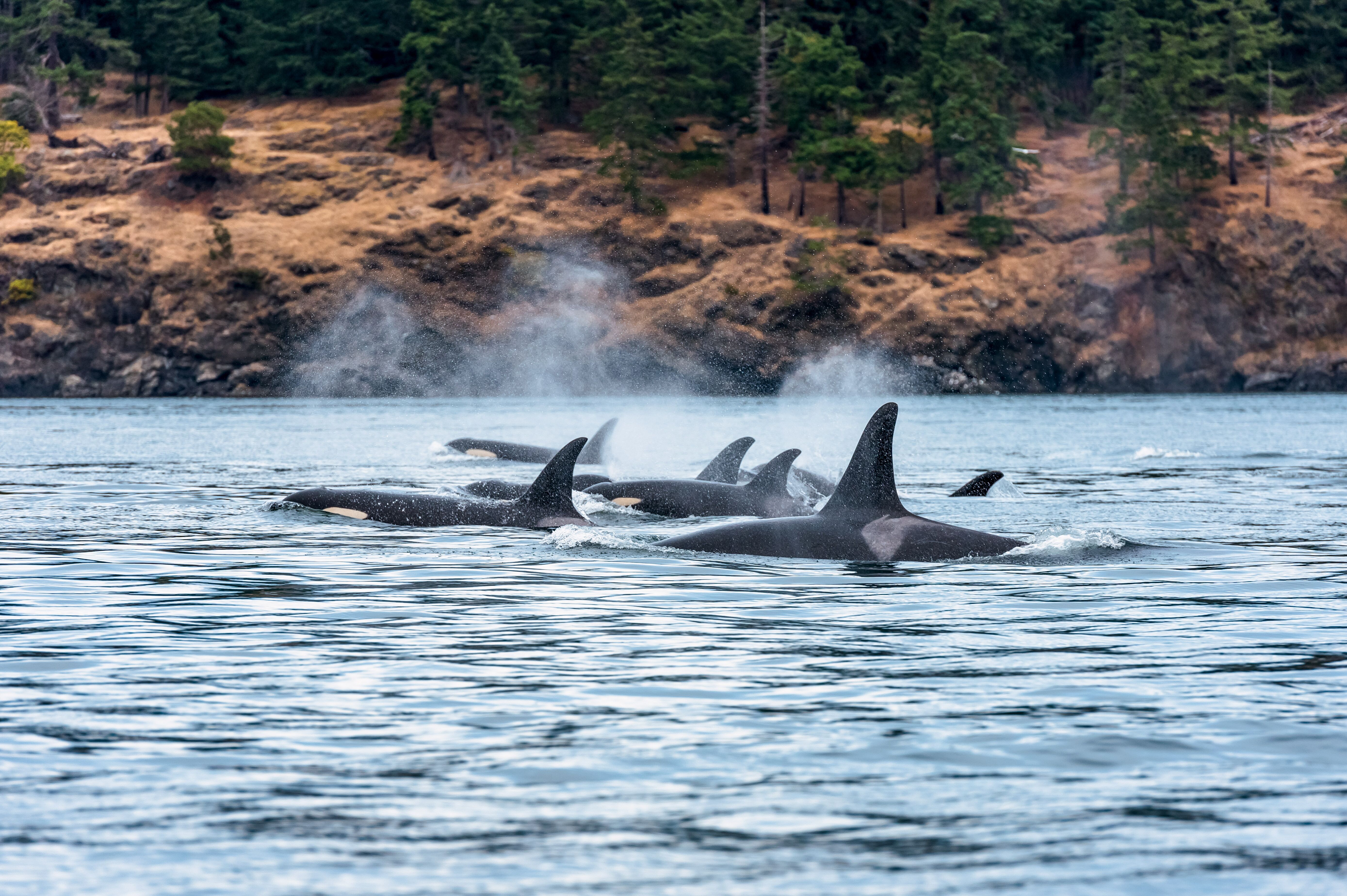 Orca Wale entdecken in Vancouver Island