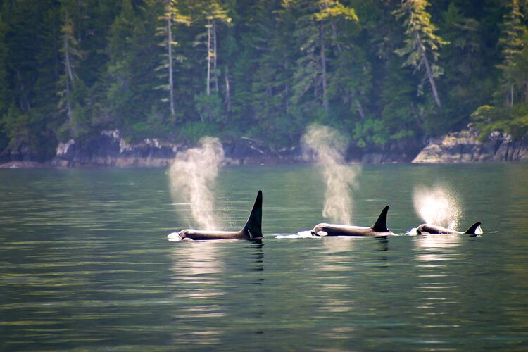 Drei orcas in Telegraph Cove in Vancouver island