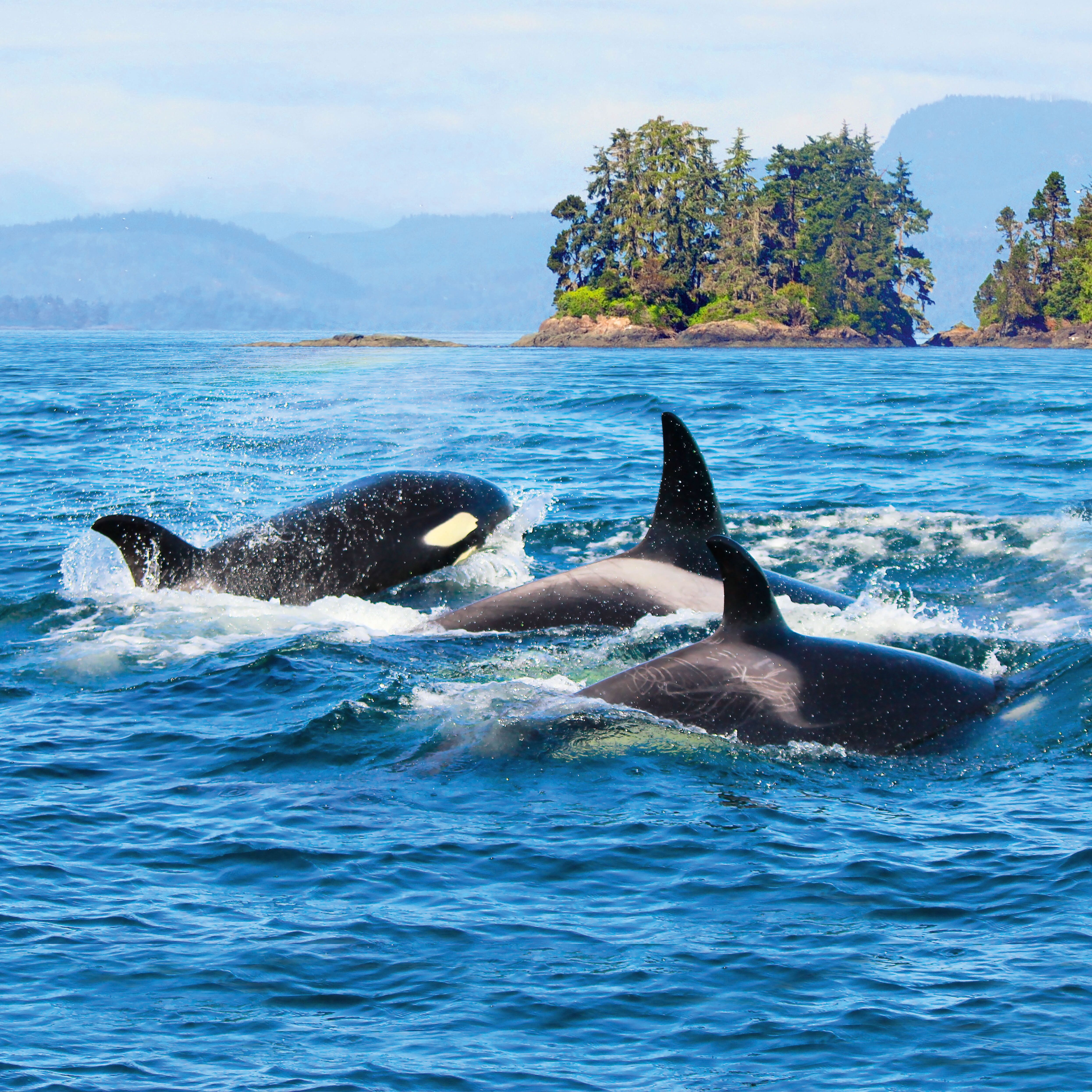 Orcas an der KÃ¼ste von Vancouver Island