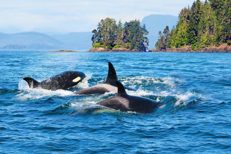 Orcas an der KÃ¼ste von Vancouver Island
