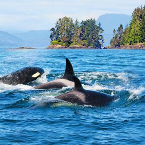 Orcas an der KÃ¼ste von Vancouver Island