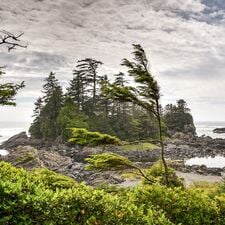 regionen/kanada/britishcolumbia/vancouverisland/pacific-rim-np-mb.cr1616x1616-359x0 regionen/kanada/britishcolumbia/vancouverisland/pacific-rim-np-mb.cr1616x1616-359x0