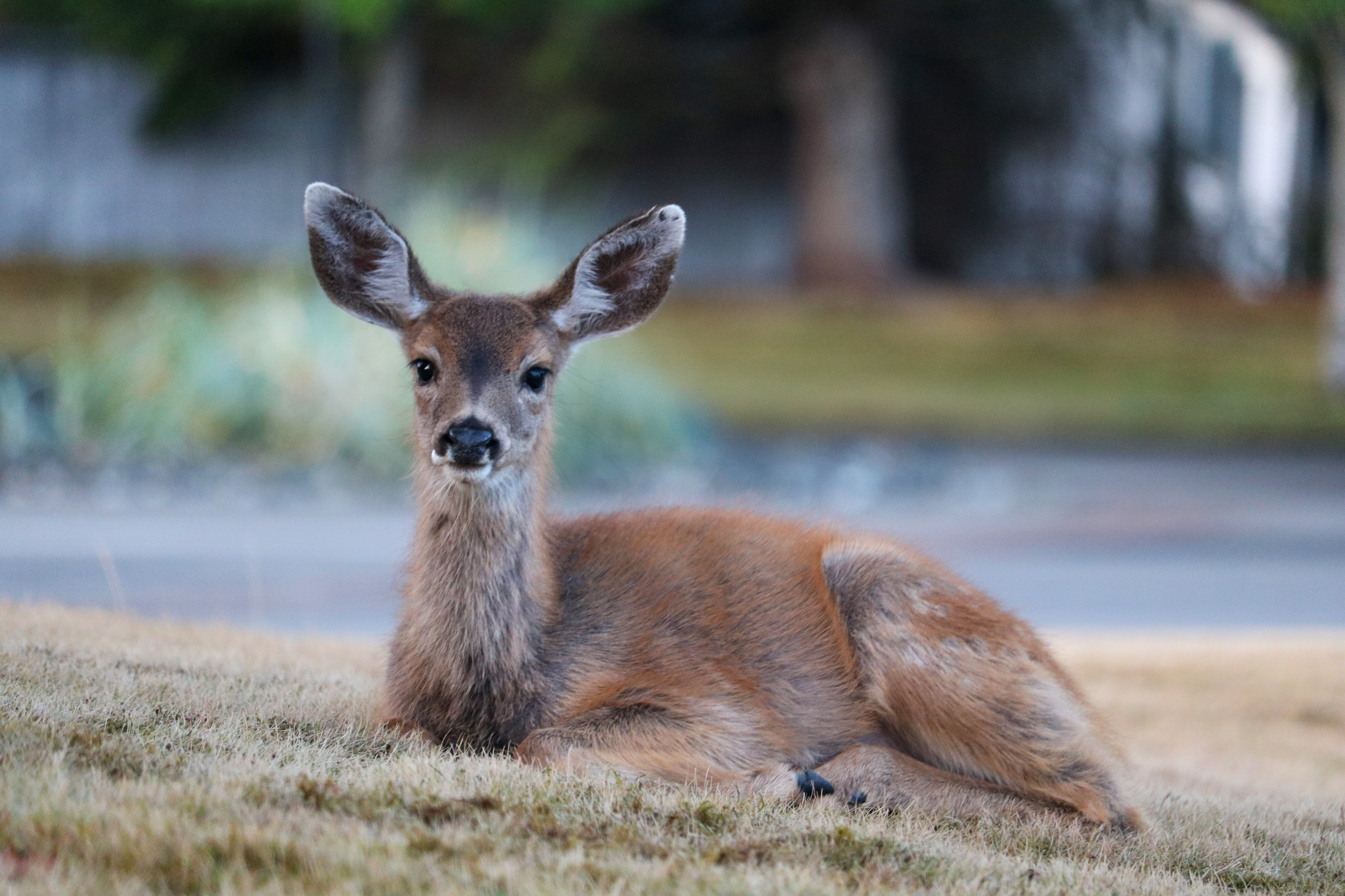 Niedliches Reh bei Parksville auf Vancouver Island