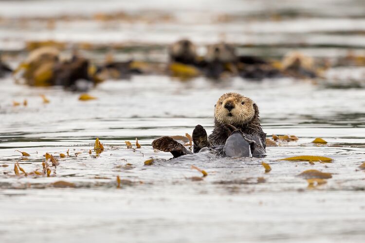 Seeotter vor Vancouver Island