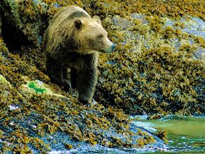 Bärenbeobachtung in Telegraph Cove, Britisch Kolumbien