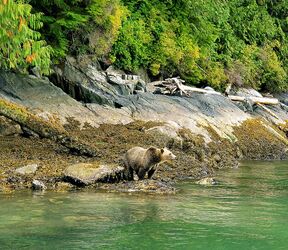 Bärenbeobachtung in Telegraph Cove, Britisch Kolumbien Bärenbeobachtung in Telegraph Cove, Britisch Kolumbien