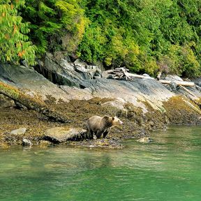 Bärenbeobachtung in Telegraph Cove, Britisch Kolumbien