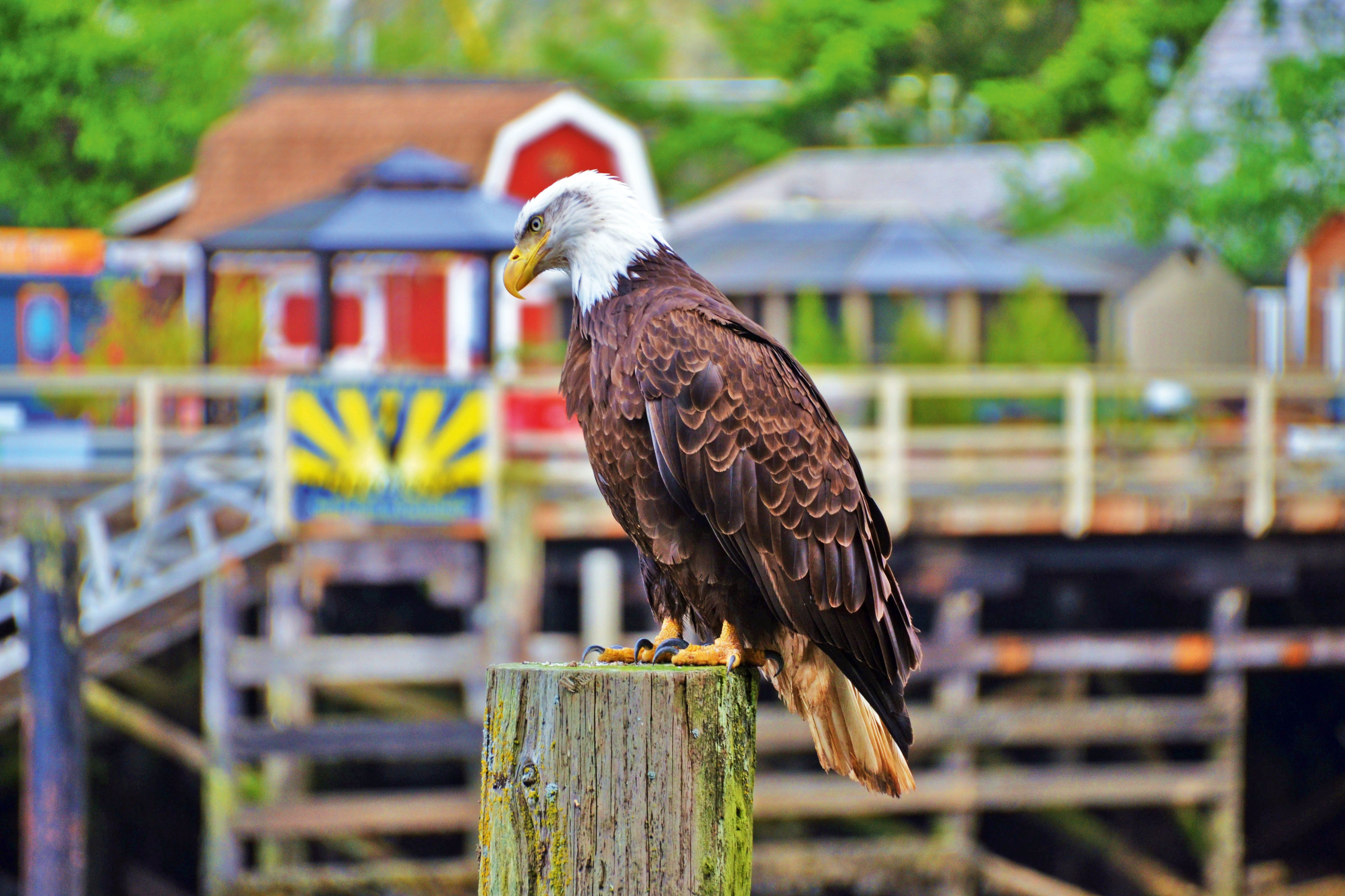 Weißkopfseeadler am Telegraph Cove