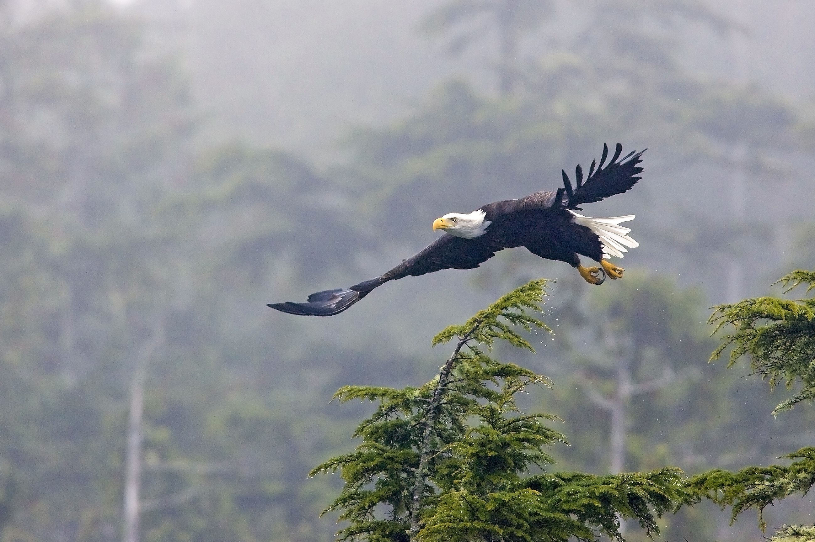 Ein Weißkopfseeadler im Clayoquot Sound auf Vancouver Island in British Columbia