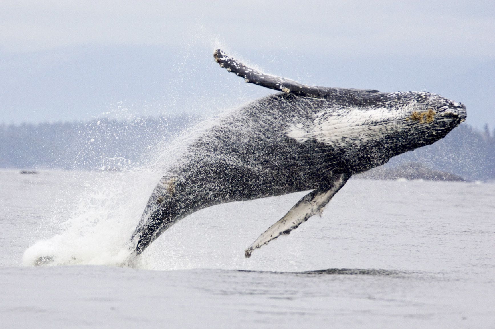 Whale and Bear Watching Tour in Tofino, Kanada