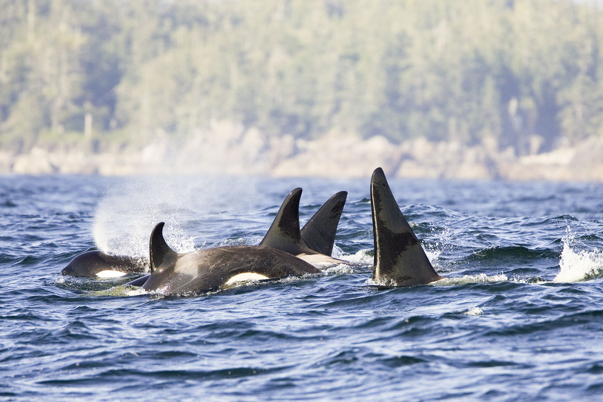 Whale and Bear Watching Tour in Tofino, Kanada