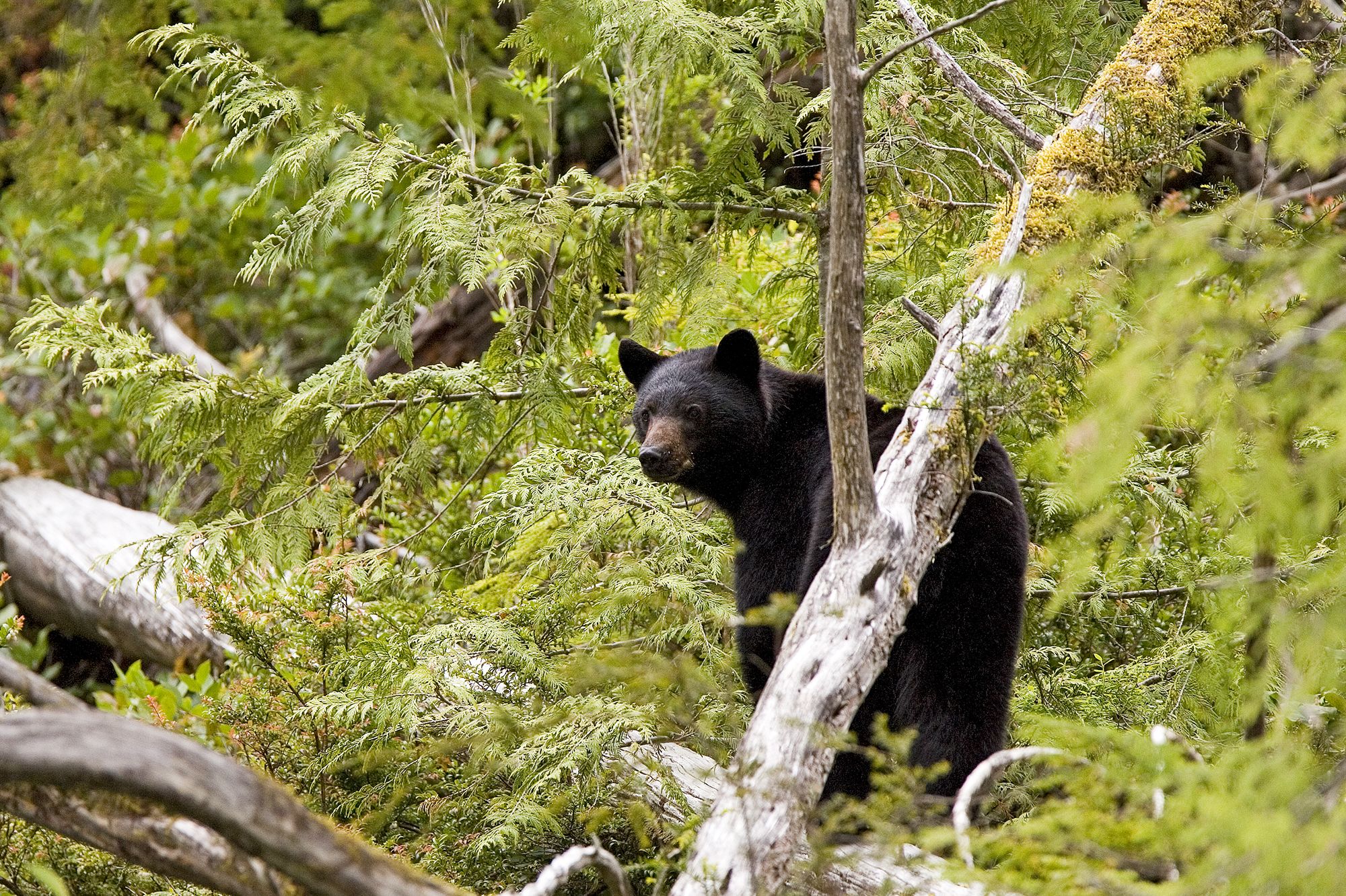 SchwarzbÃ¤rsichtung bei der Whale and Bear Watching Tour in Tofino, Kanada