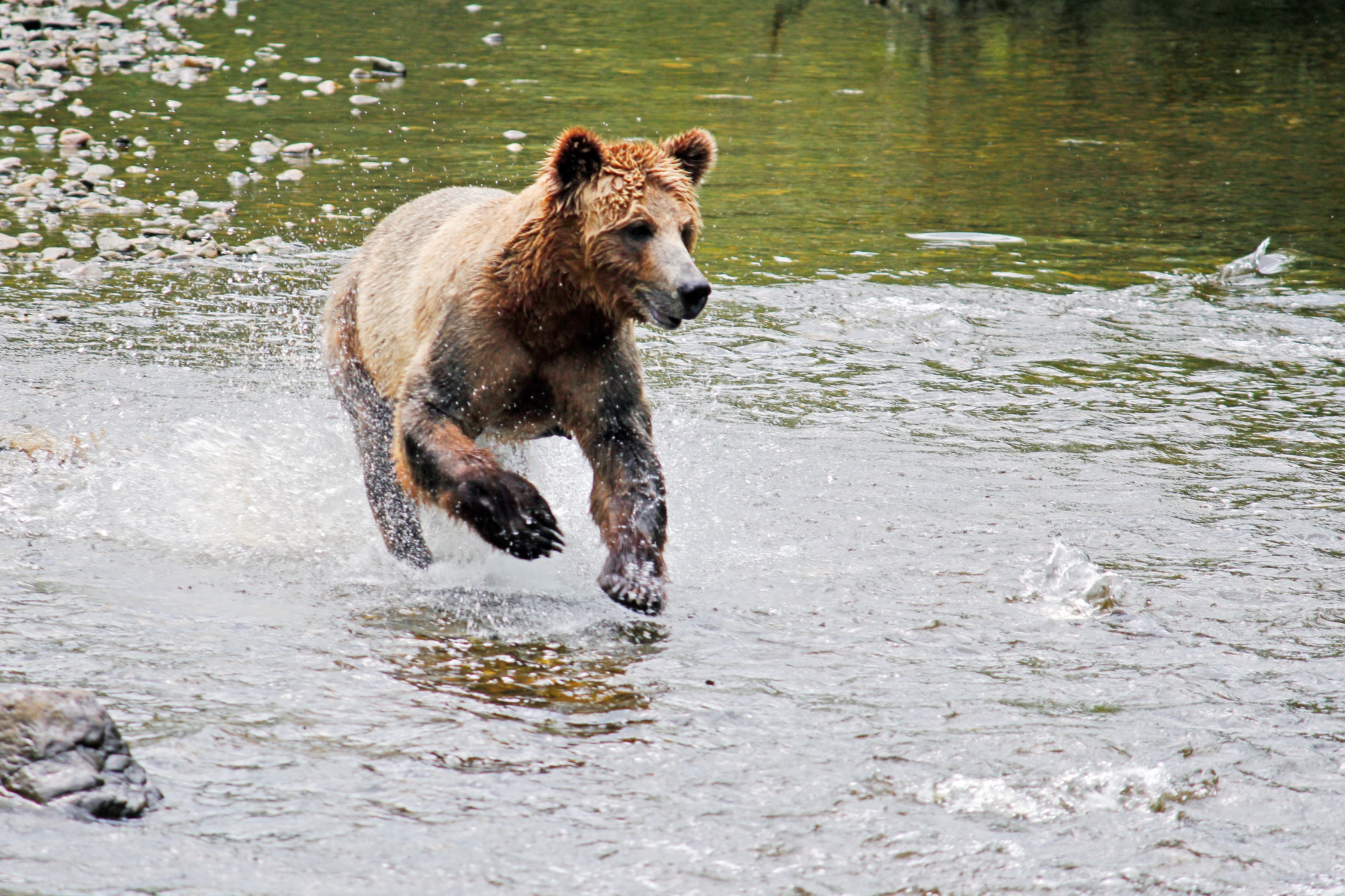 BÃ¤renbeobachtung auf Vancouver Island