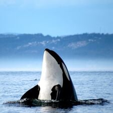regionen/kanada/britishcolumbia/vancouverisland/victoria-orca-meer-sprung.cr1836x1836-772x0 regionen/kanada/britishcolumbia/vancouverisland/victoria-orca-meer-sprung.cr1836x1836-772x0