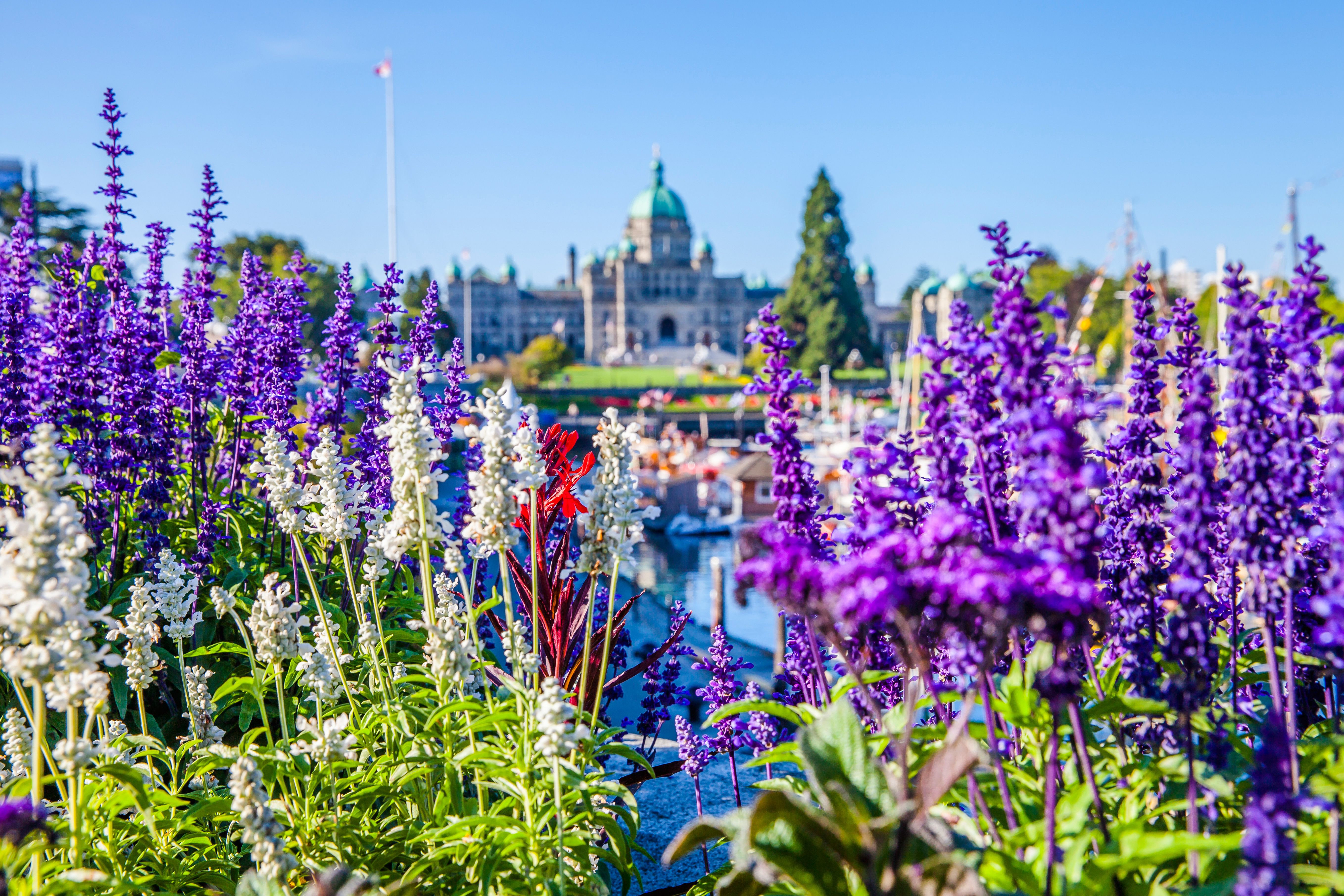 Inner Harbour Bumen