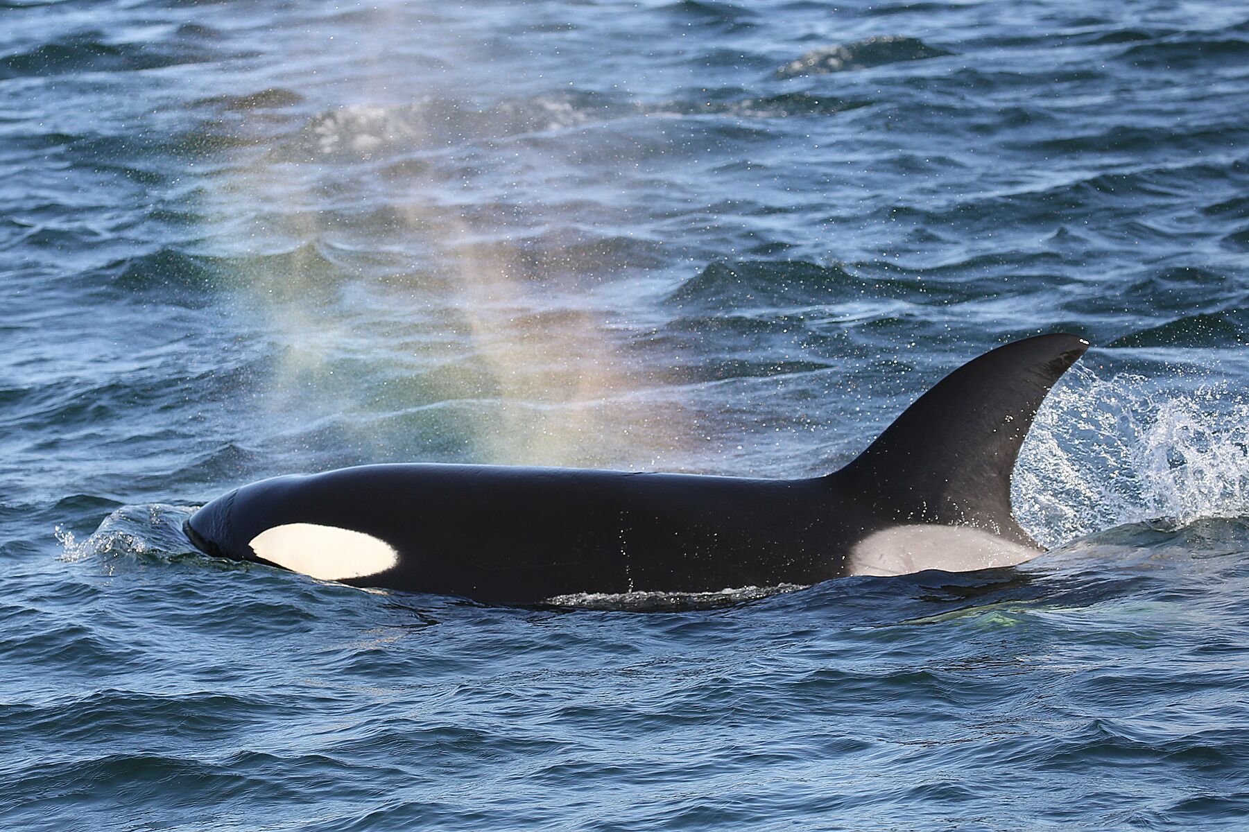 Orca Sichtung vor Victoria