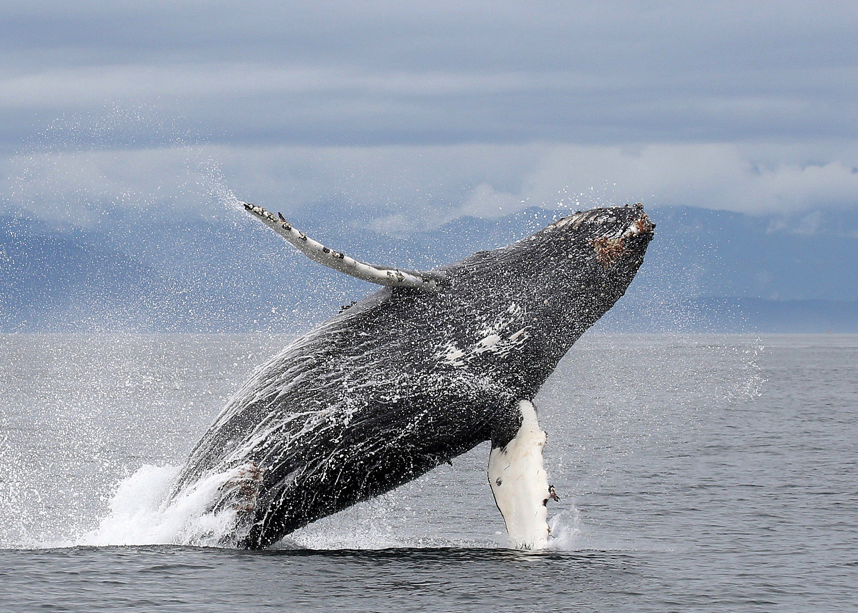Whale Watching mit Eagle Wing Tours in Victoria
