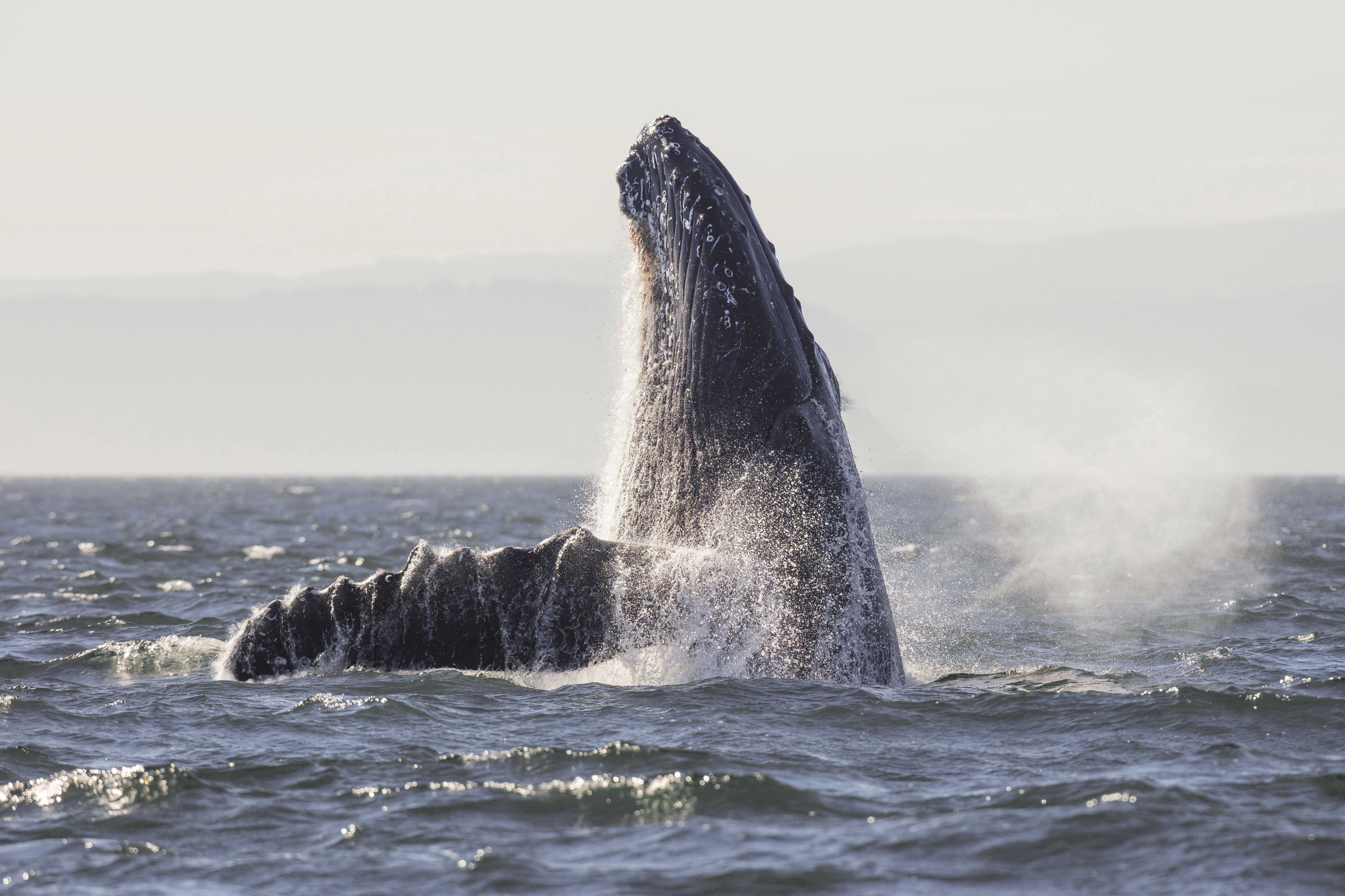 Whale Watching mit Eagle Wing Tours in Victoria