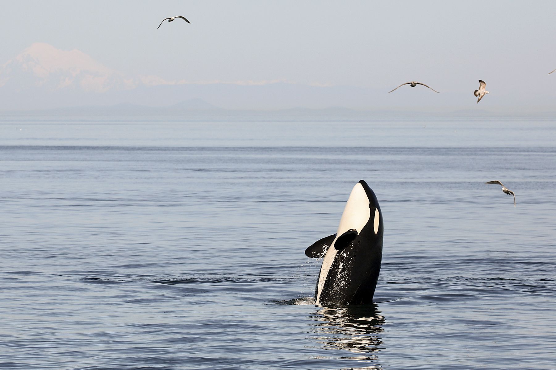 Whale Watching mit Eagle Wing Tours in Victoria