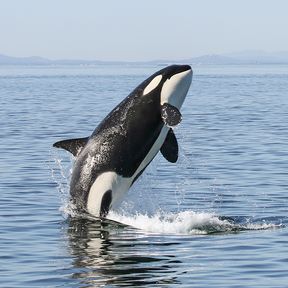 Whale Watching mit Eagle Wing Tours in Victoria