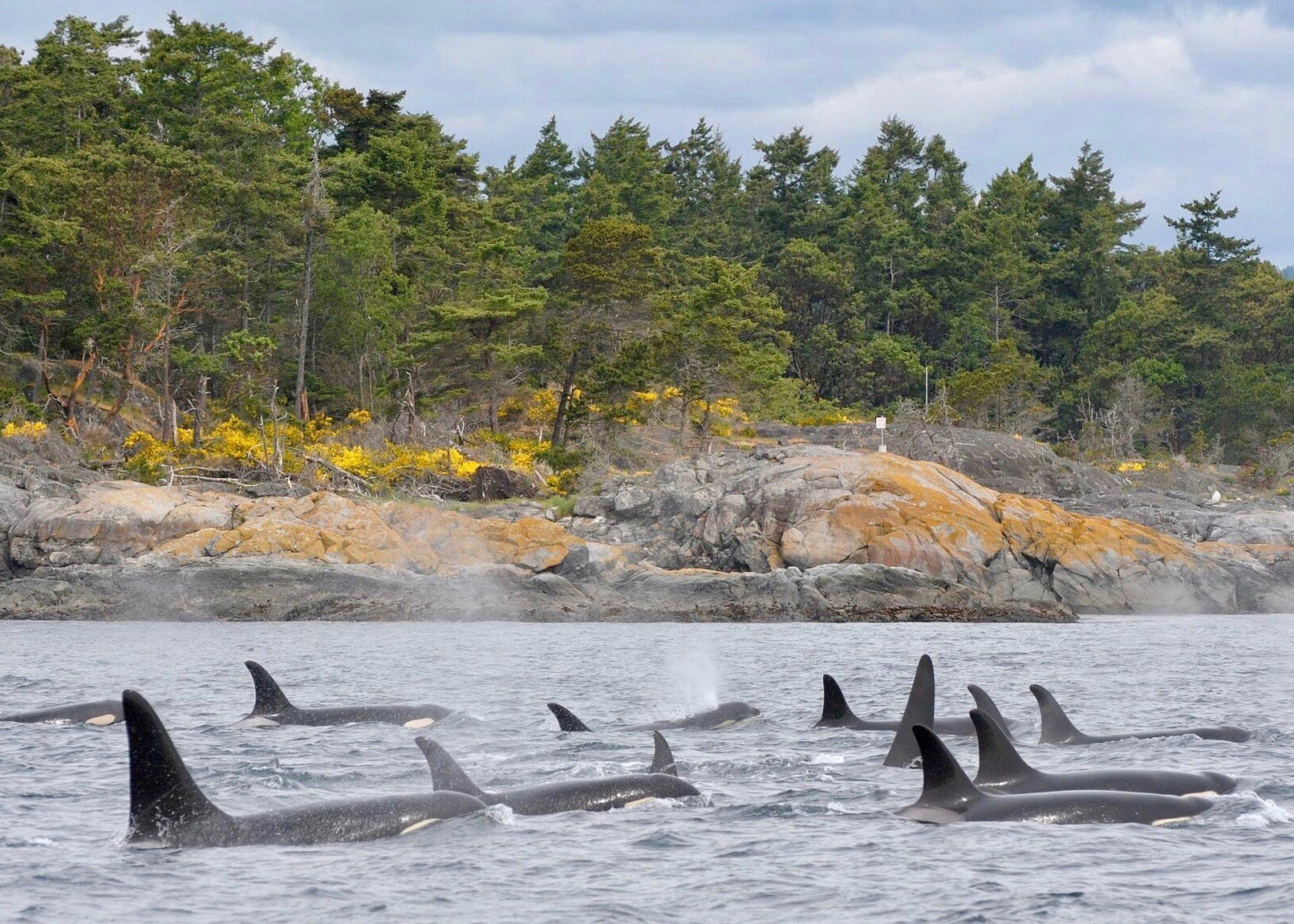 Whale Watching mit Eagle Wing Tours in Victoria
