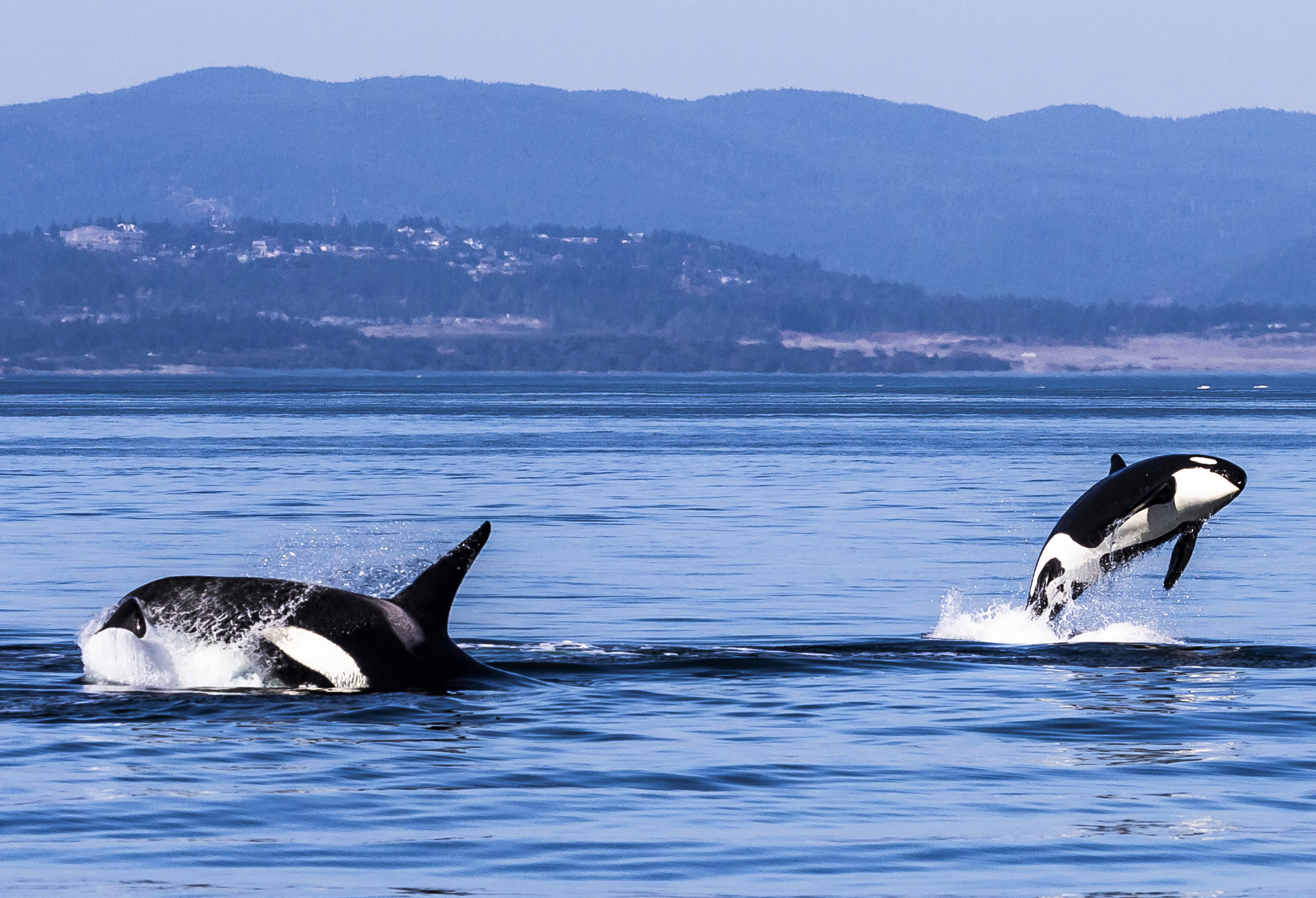 Schwertwalfamilie bei Victoria, British-Columbia