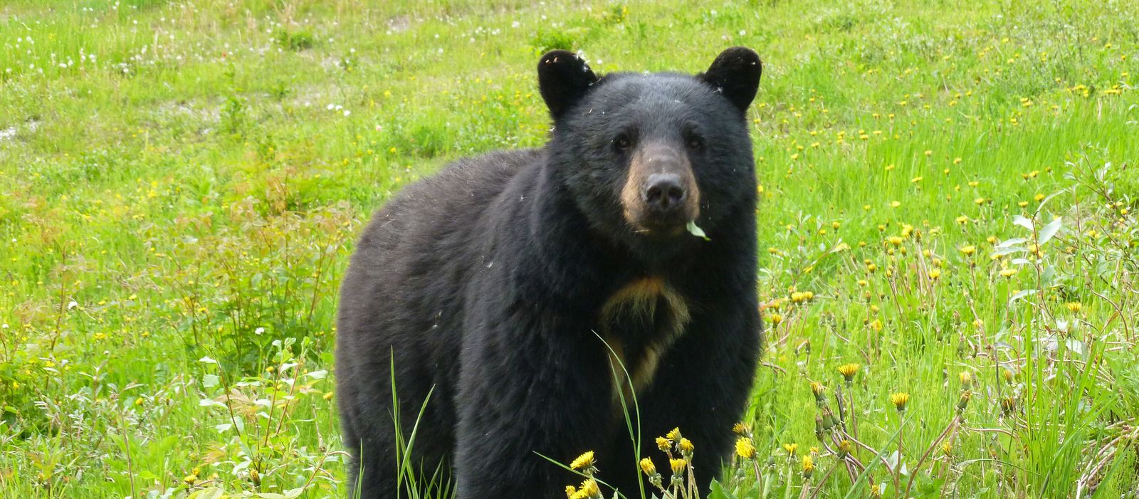 Ein Schwarzbär bei der Stadt Whistler in British Columbia