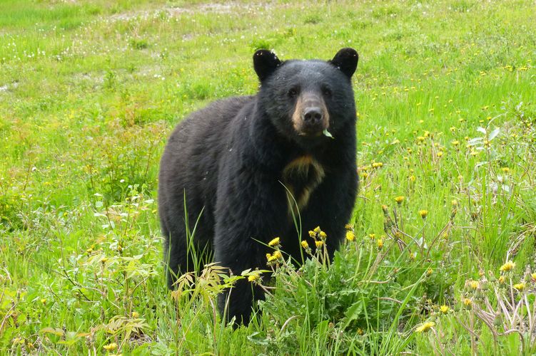 Ein Schwarzbär bei der Stadt Whistler in British Columbia
