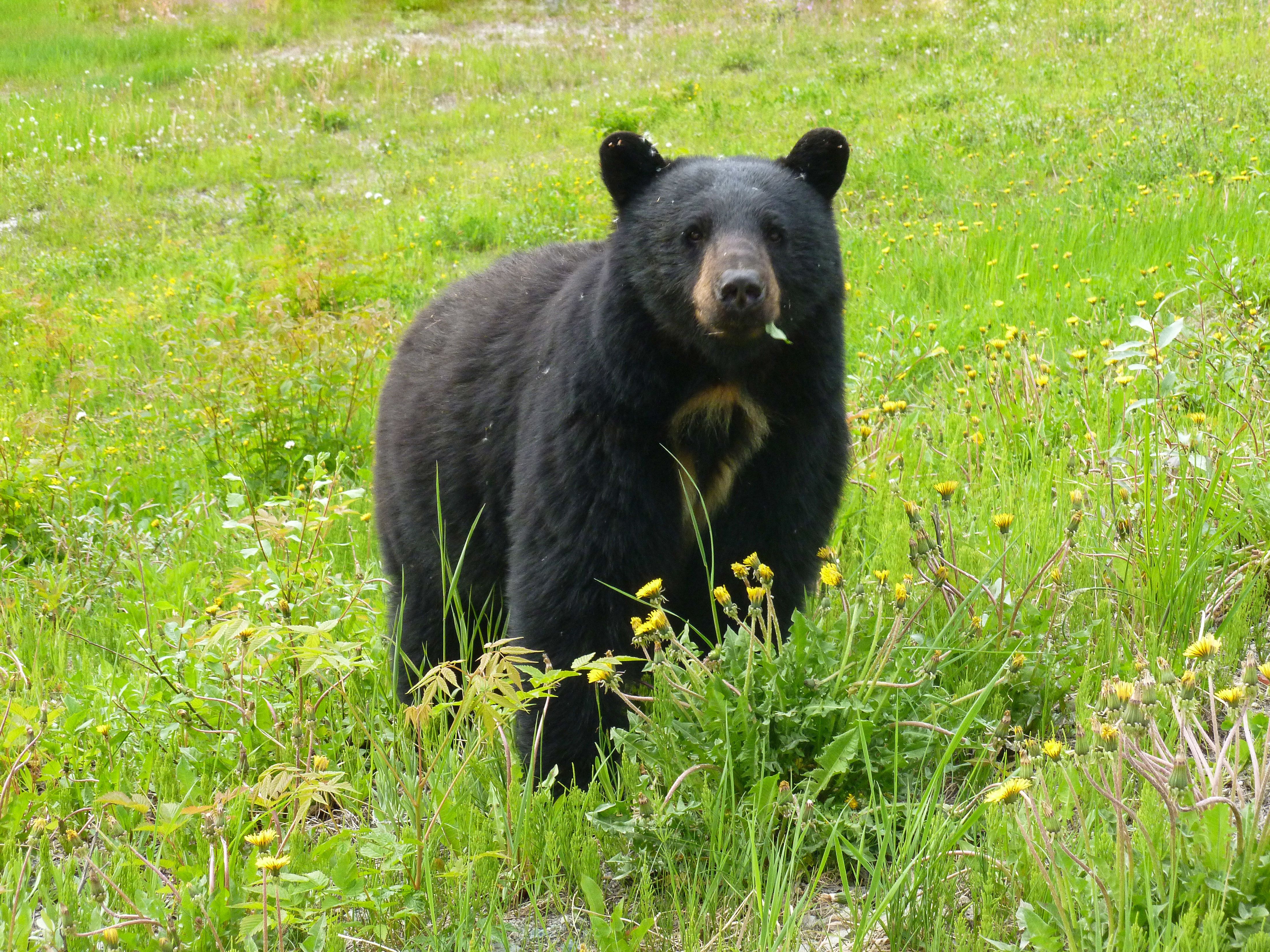 Ein Schwarzbär bei der Stadt Whistler in British Columbia Ein Schwarzbär bei der Stadt Whistler in British Columbia