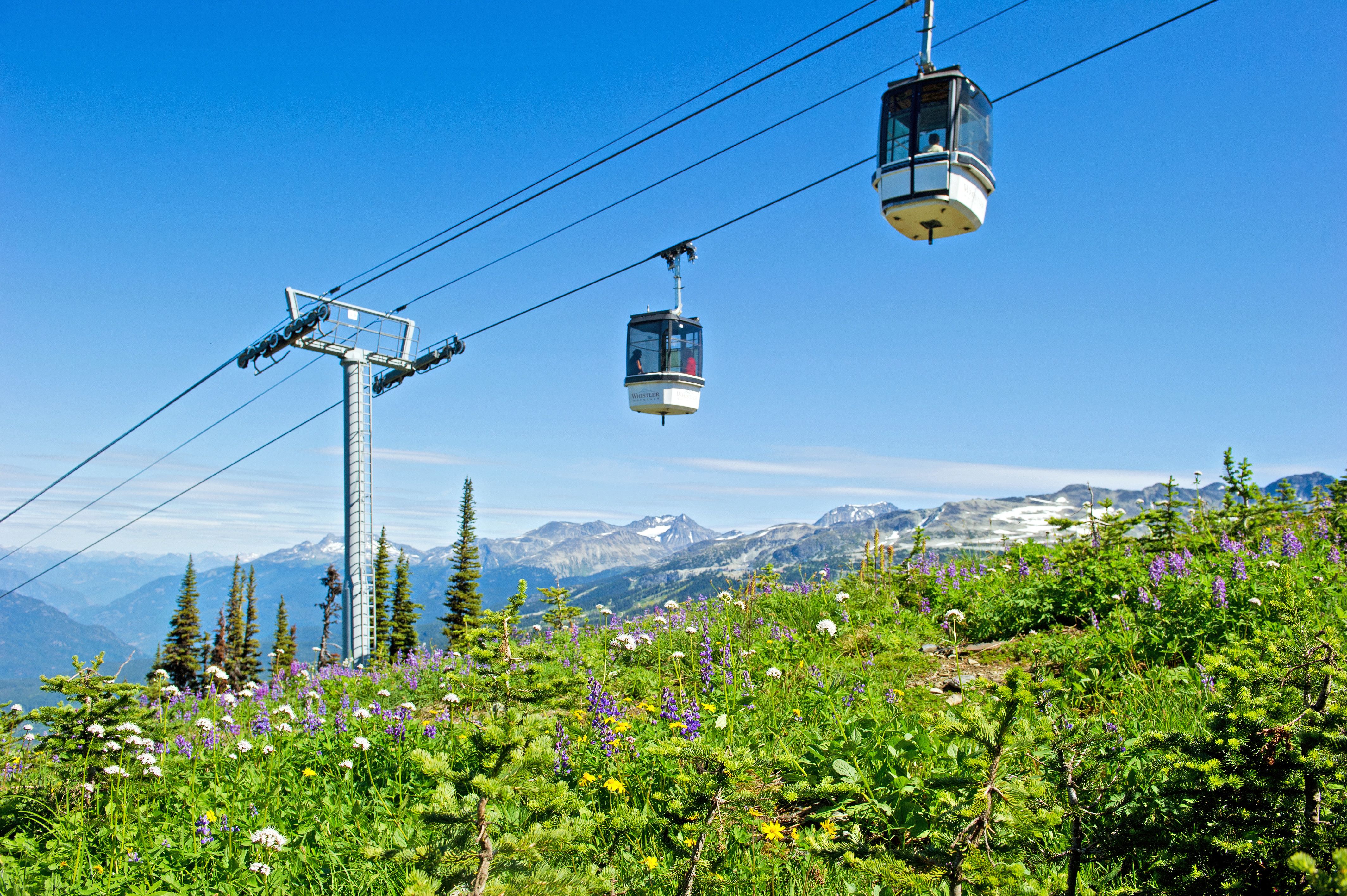 Wildpflanzen am Whistler Mountain