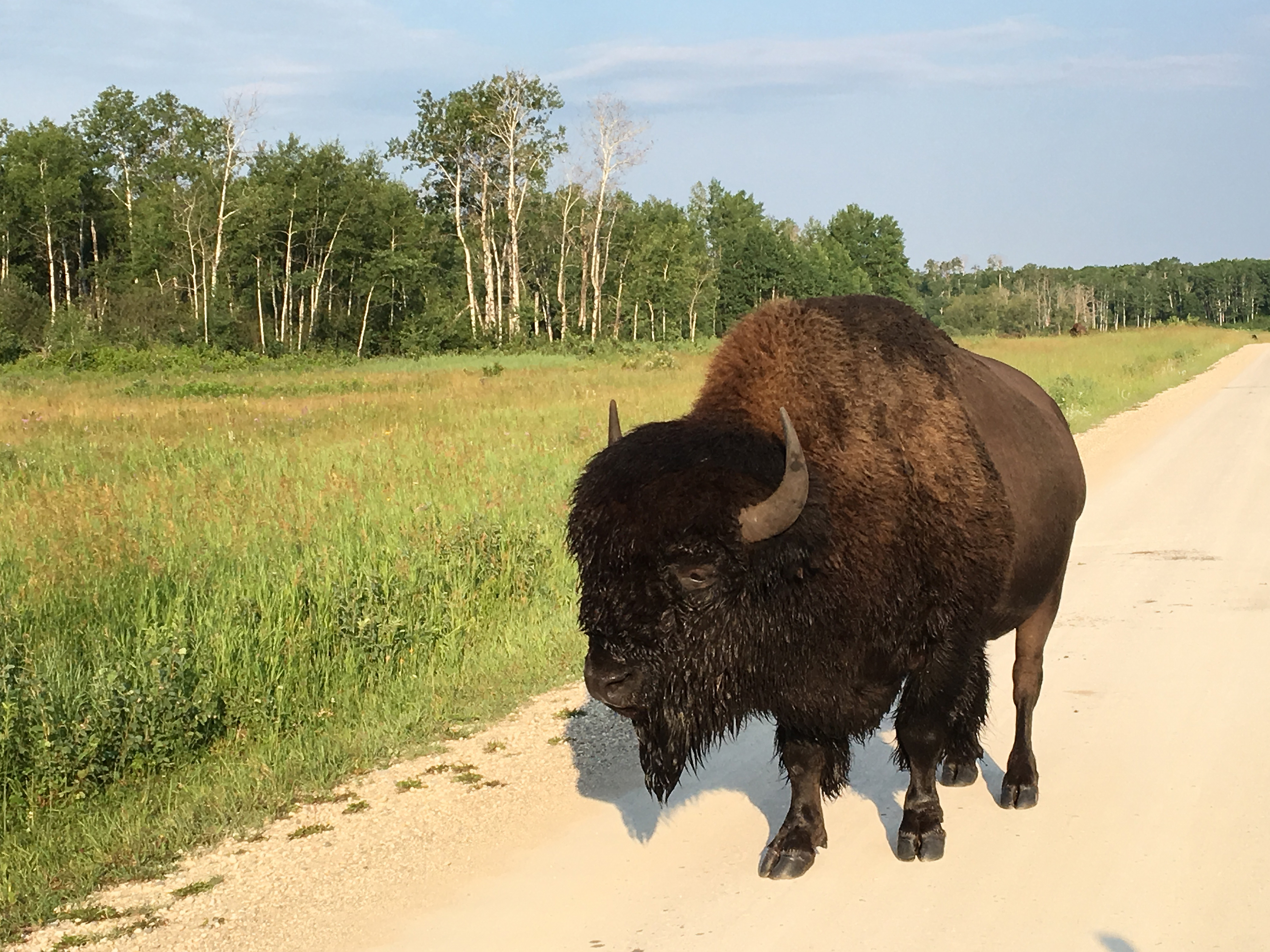 Ein Bison in freier Natur, Manitoba