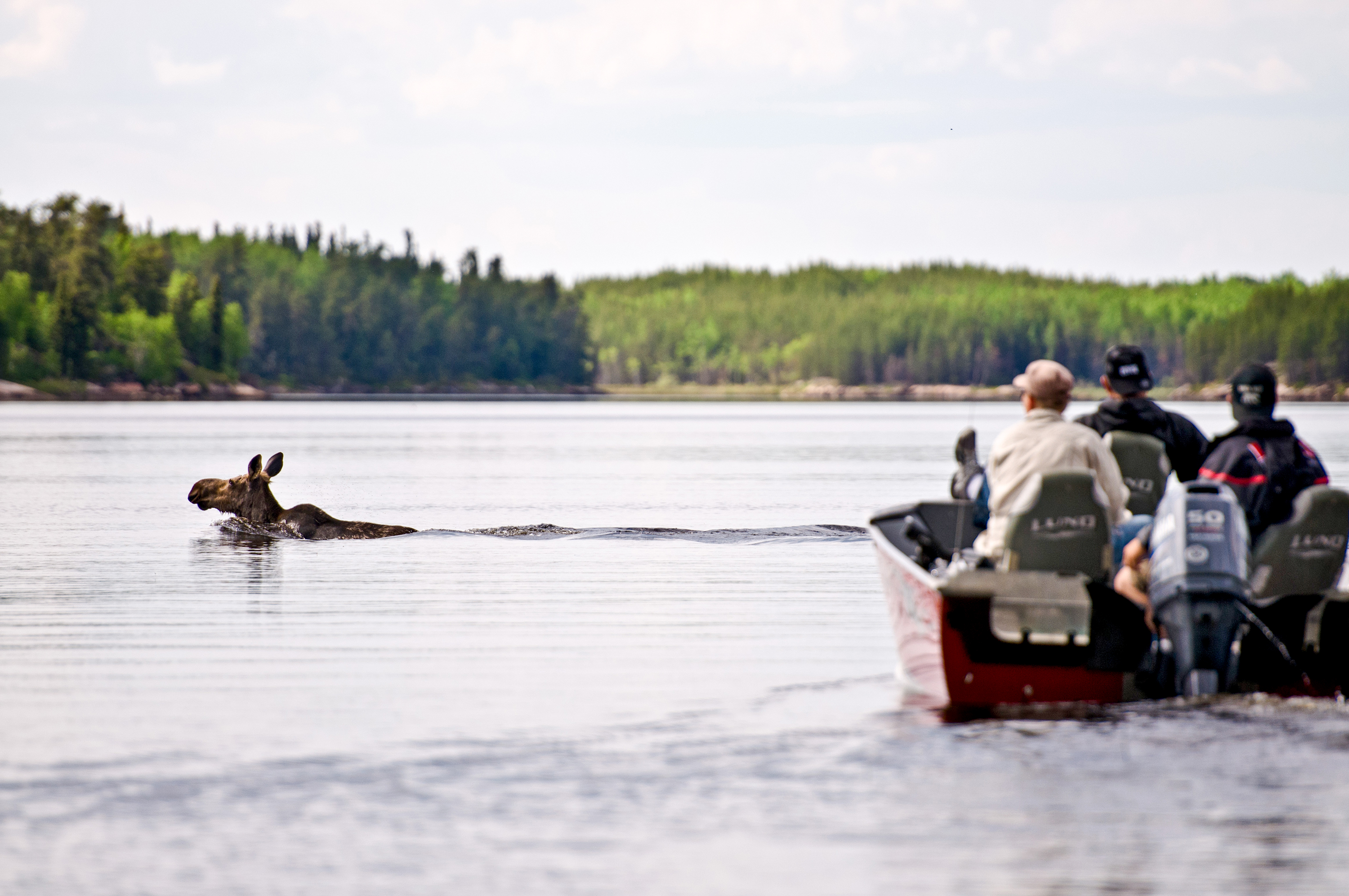 Ein Elch und ein Boot kreuzen die Wege auf einem See in Manitoba, Kanada