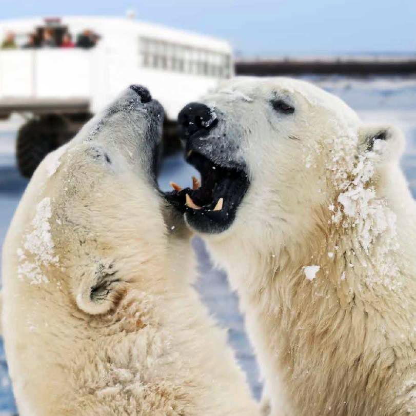 Polar Bears Couple Close Up