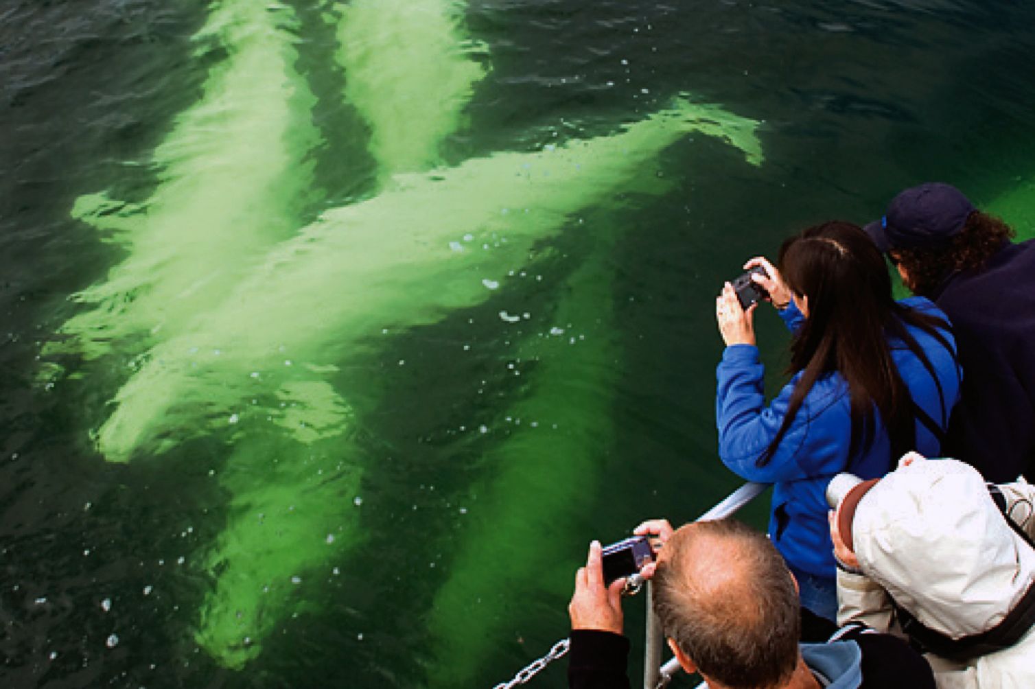 Beluga Whale Watching near Churchill