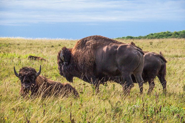 Bisons in Manitoba