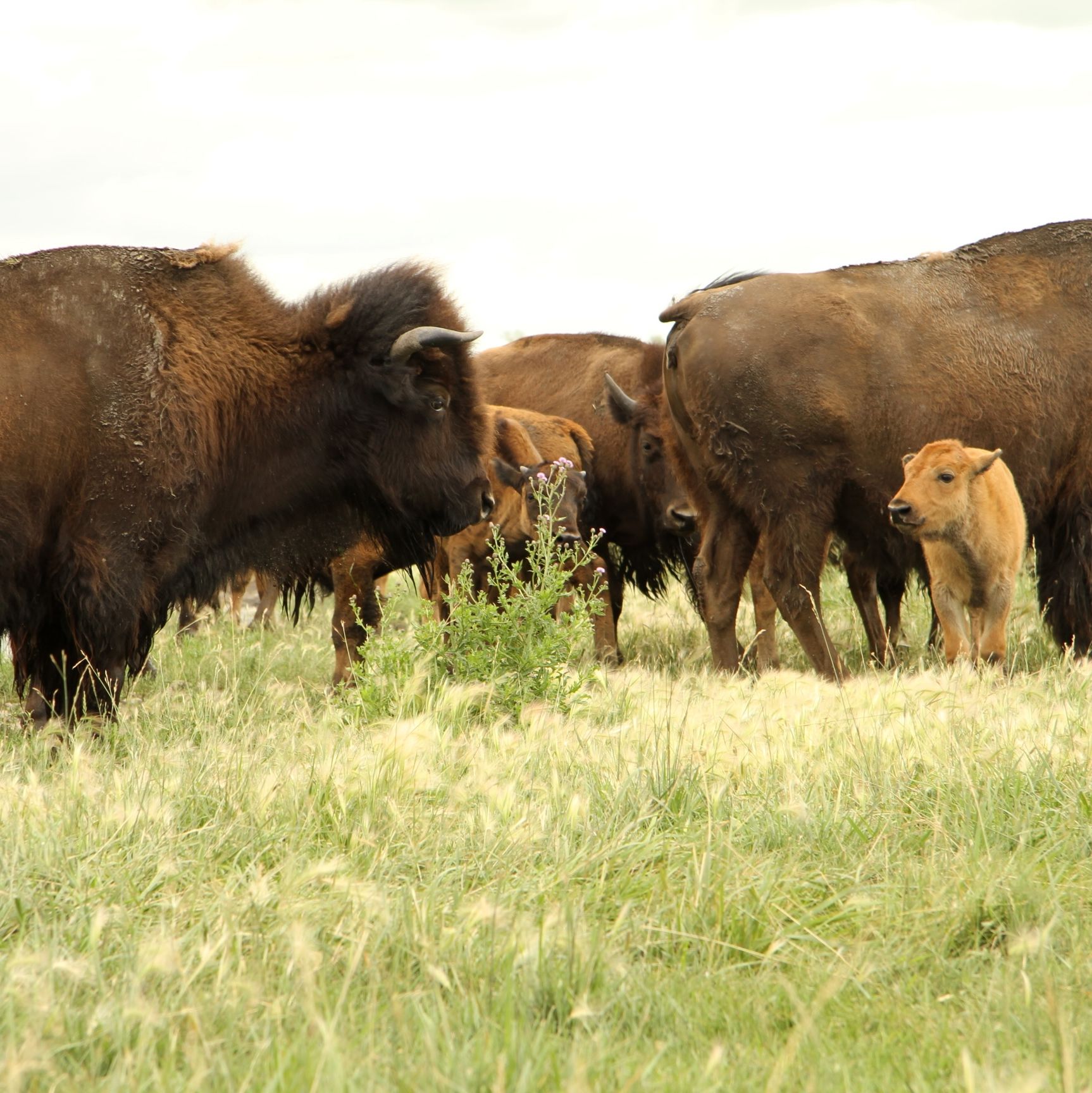 Bisons auf der Wiese