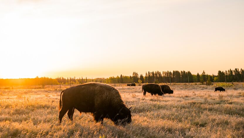 Bisons im goldenen Licht des Riding Mountain National Park