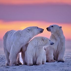 EisbÃ¤renfamilie in Manitoba