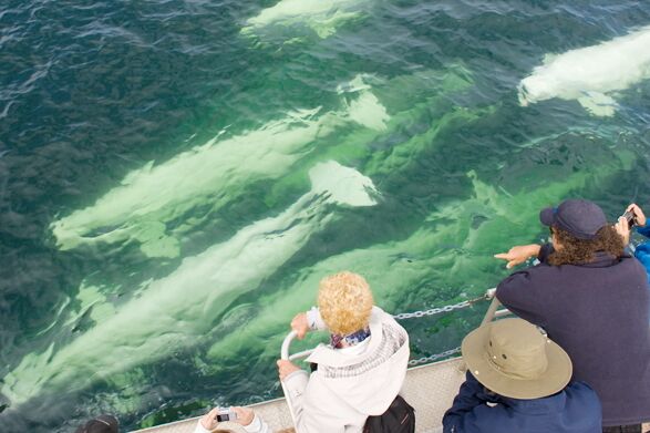 Beluga Wale im Churchill River, Manitoba