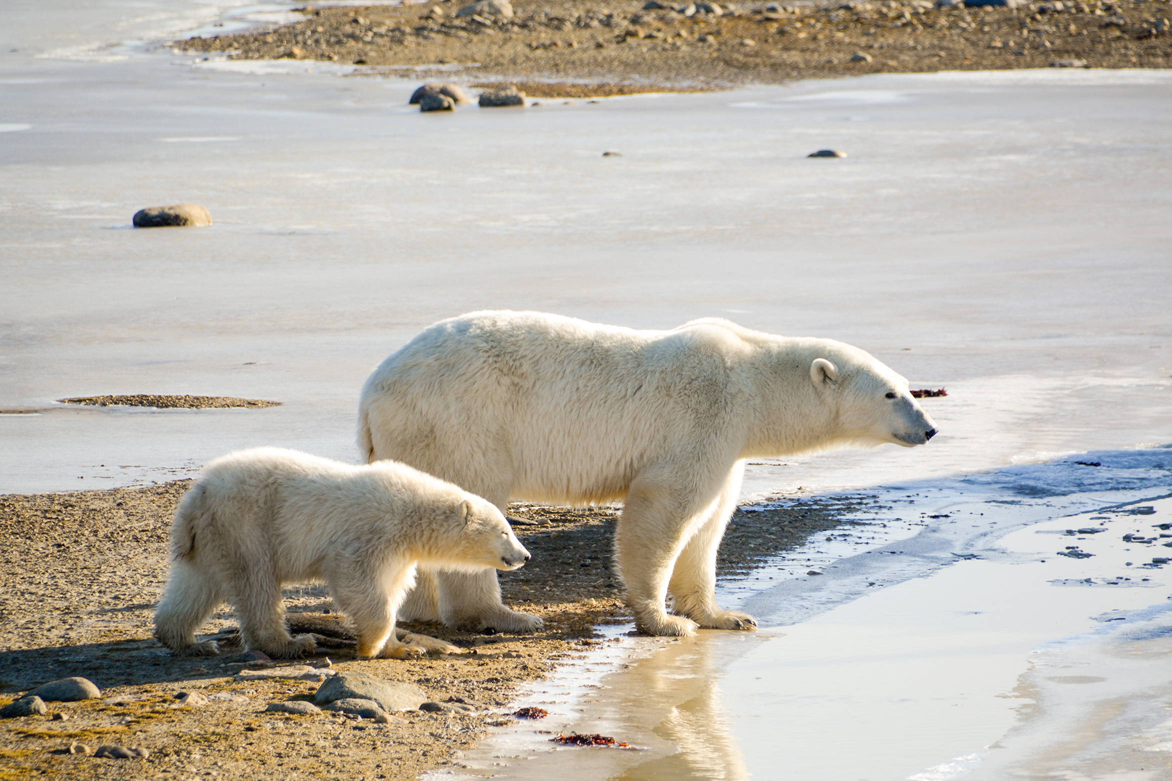 Eine EisbÃ¤renfamilie nahe der Tundra Buggy Lodge in Churchill