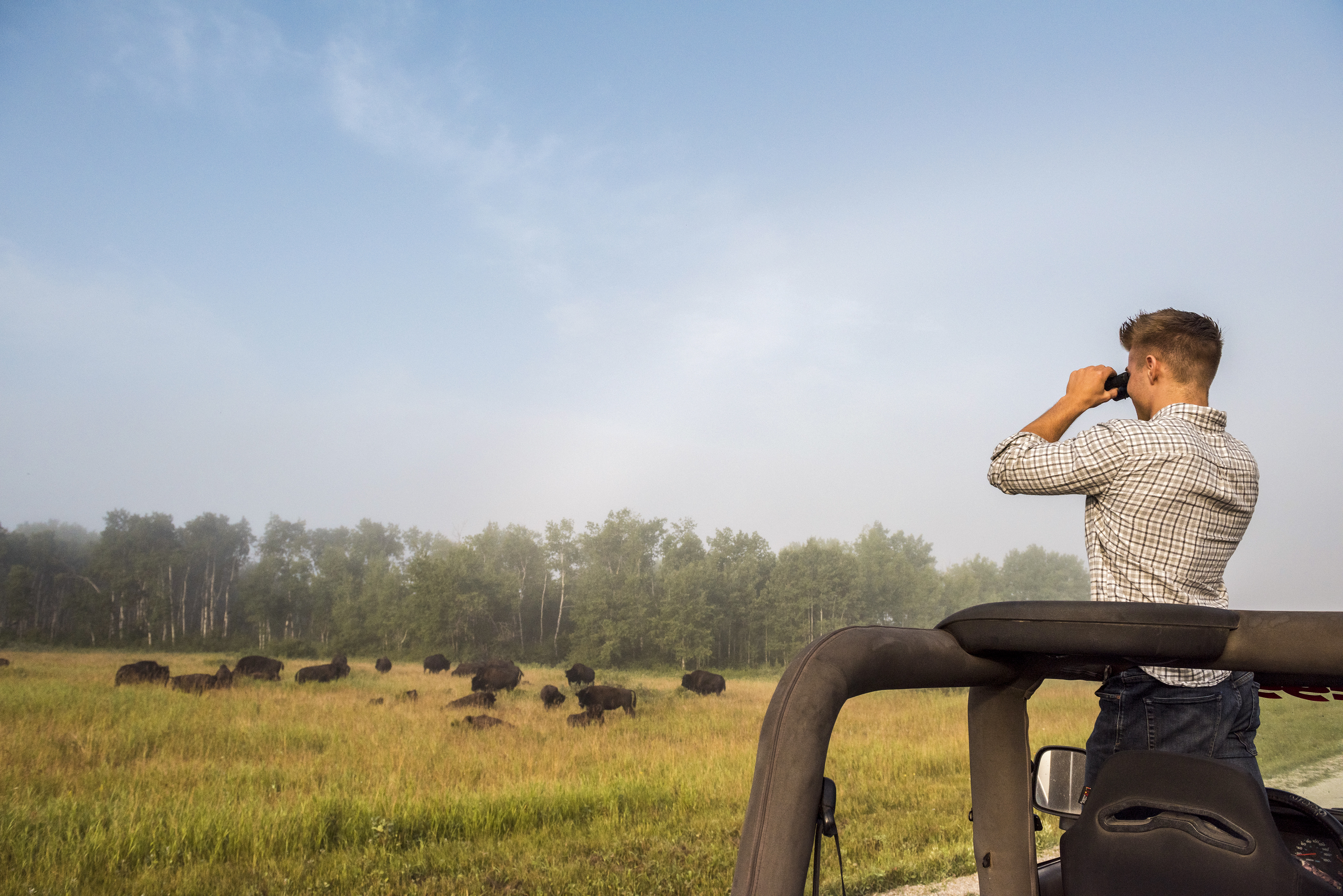 Da Beobachten von Bisons ist möglich im Riding Mountain National Park in Manitoba