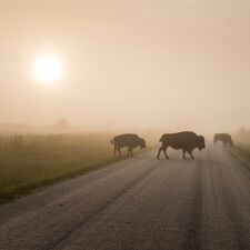 regionen/kanada/manitoba/riding-mountain-national-park/manitoba-riding-mountain-bisons-nebel.cr2800x2803-810x0 regionen/kanada/manitoba/riding-mountain-national-park/manitoba-riding-mountain-bisons-nebel.cr2800x2803-810x0