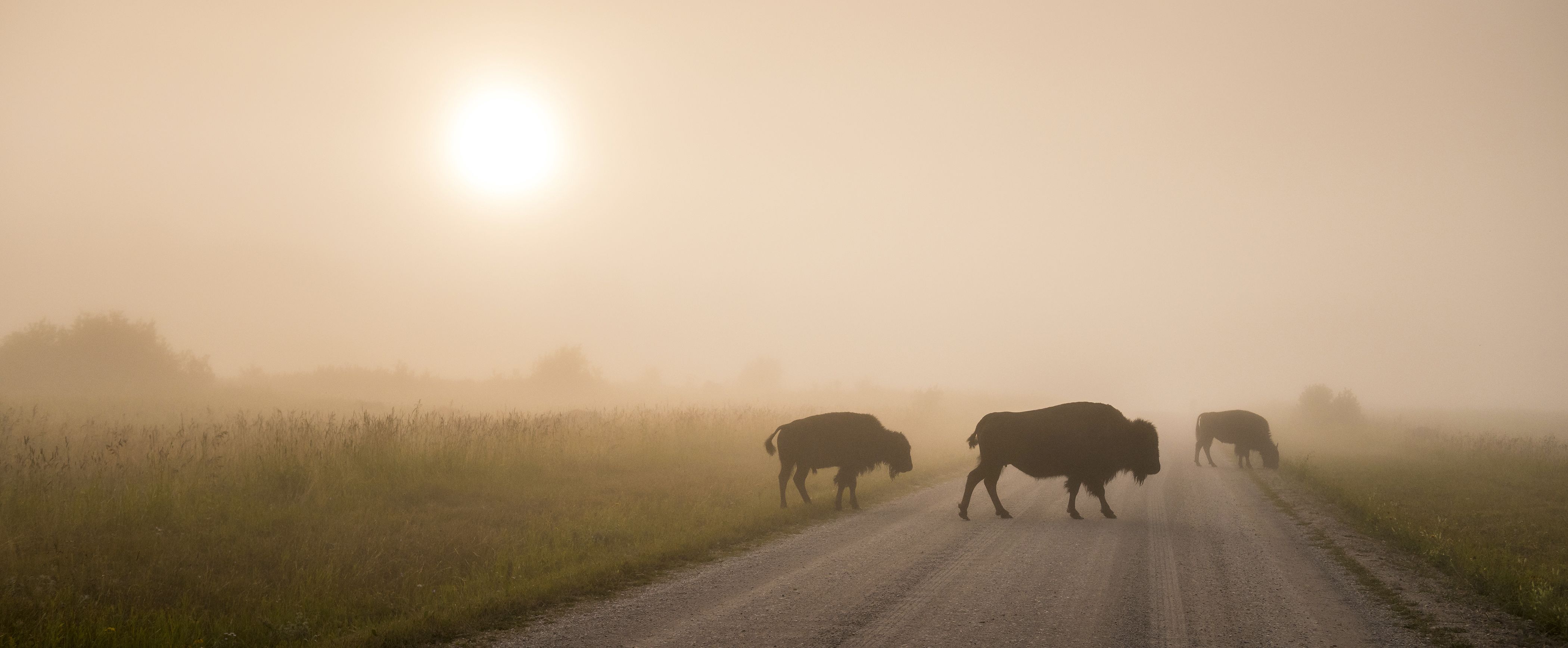 Eine Bisonherde unterwegs im Riding Mountain National Park in Manitoba