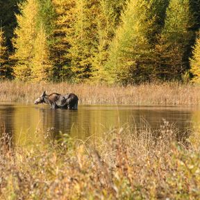 Ein Elch im Riding-Mountain-Nationalpark in Kanadas Provinz Manitoba